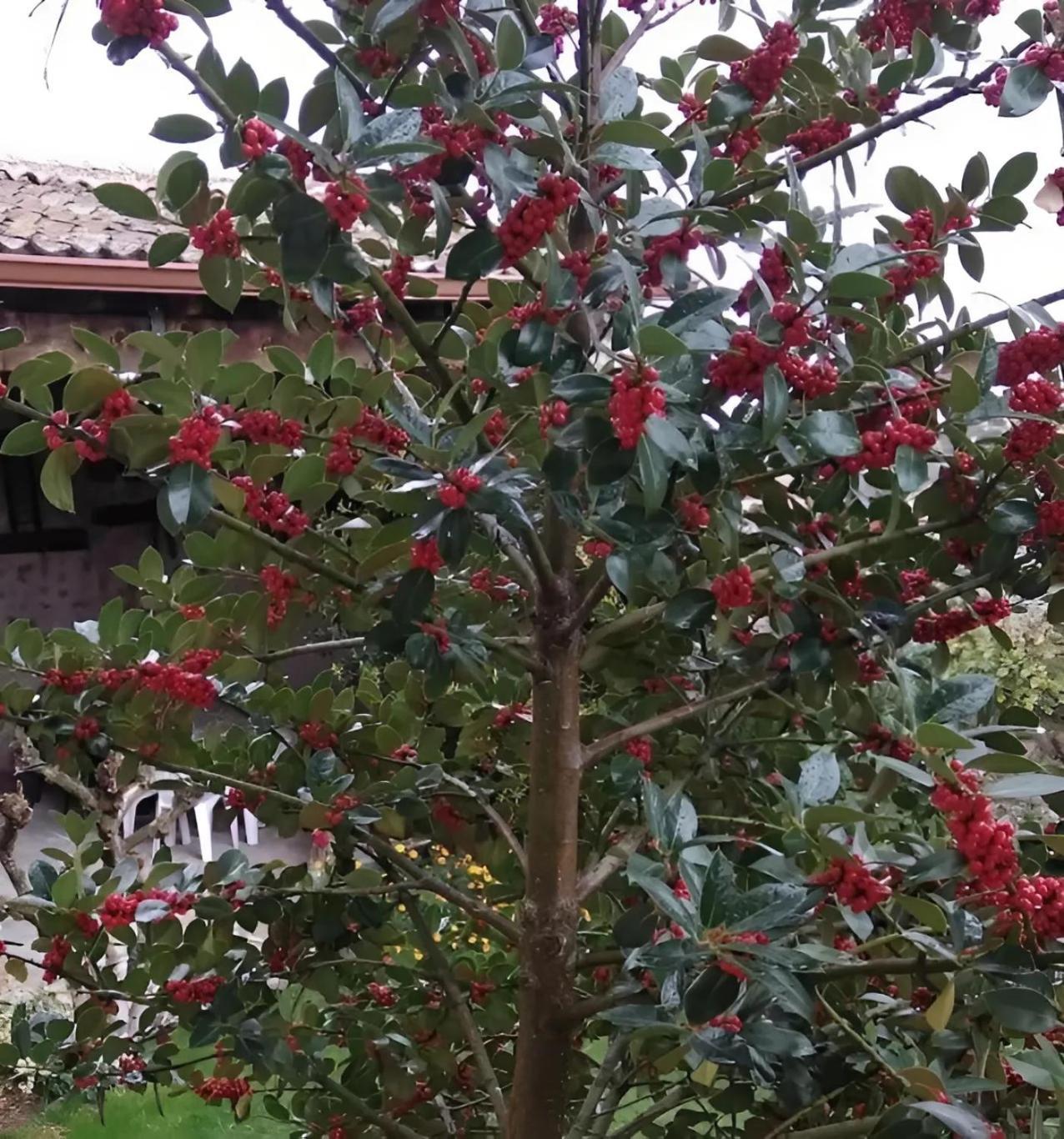 Casa Rural El Fresno Del Abuelo La Cuesta  Dış mekan fotoğraf